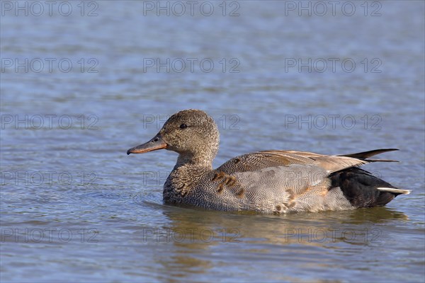 Gadwall