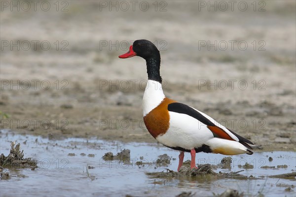 Common shelduck