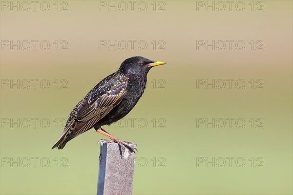 Starling