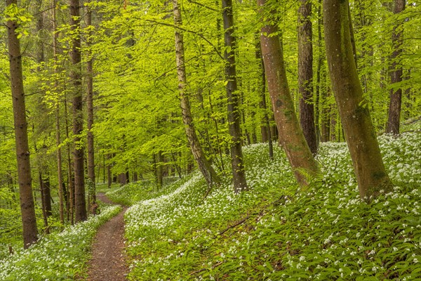 Hiking trail through Common beeches forest