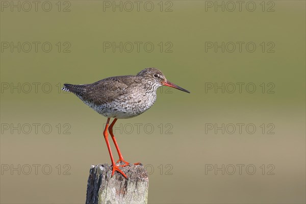 Common redshank