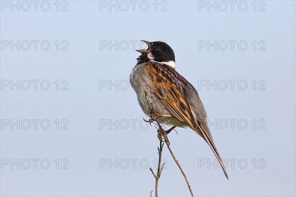 Reed bunting