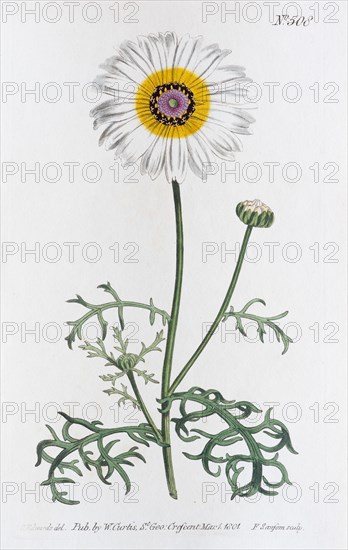 Colourful usurious flower