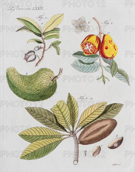 Guava