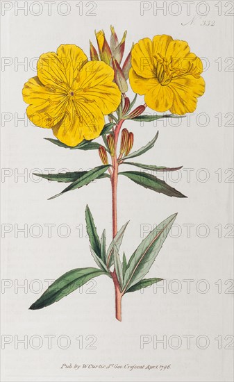 Evening-primrose