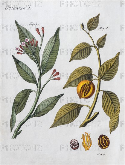 Cloves