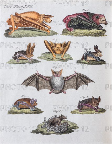 Microbats