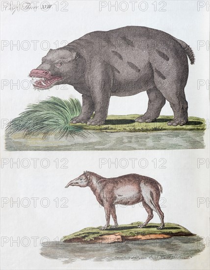 Hippo