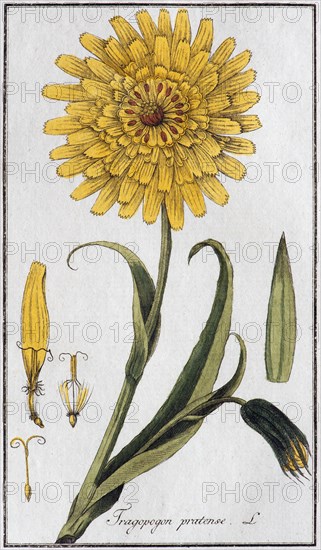 Meadow salsify