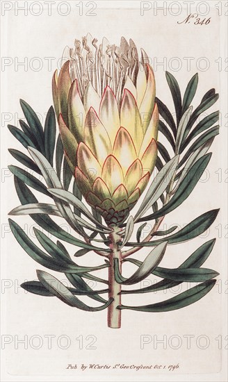 Common sugarbush