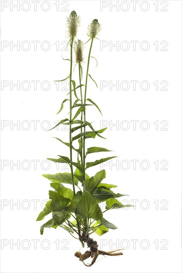 Spiked rampion