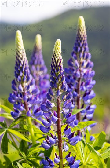 Lupines