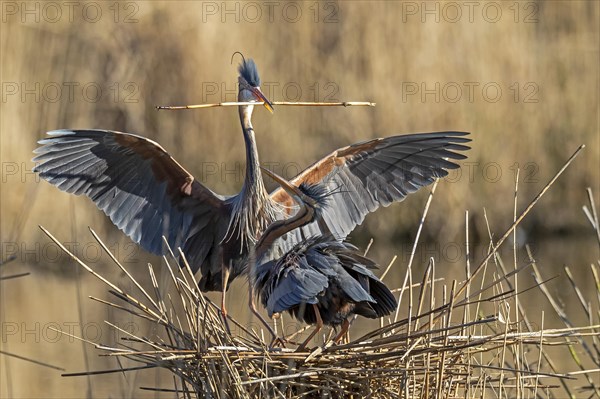 Two Purple heron