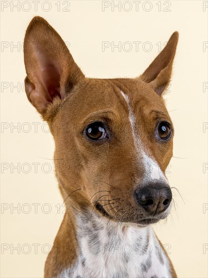 Basenji or Congo Terrier