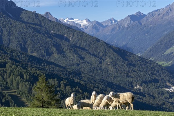Sheep in the pasture