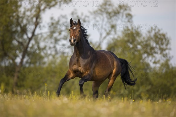 Brown Holstein mare in canter on the pasture
