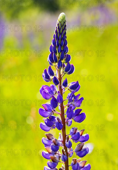 Lupines