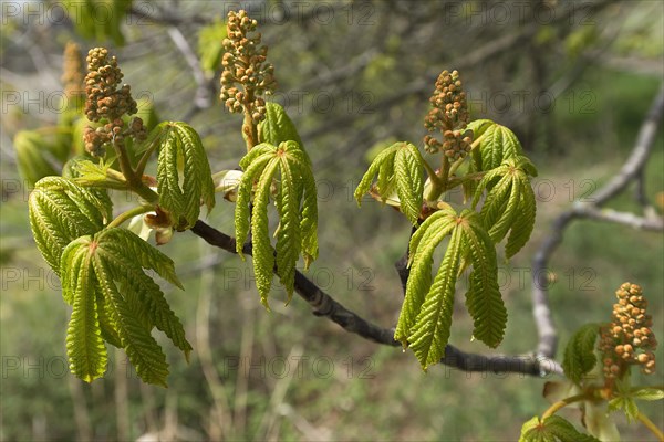 Flowers and leaves of a horse chestnut