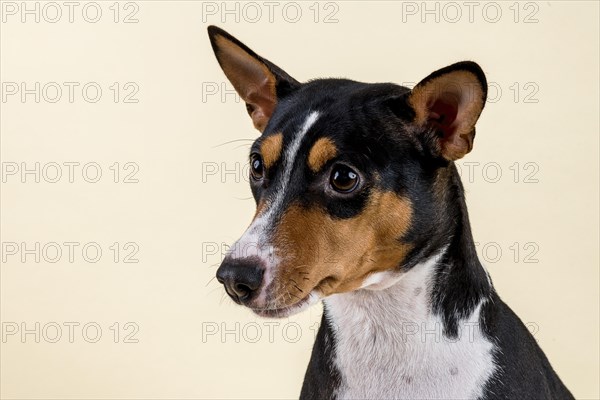 Basenji or Congo Terrier