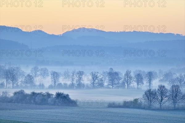Meadows and trees in early fog