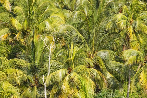 Coconut palm