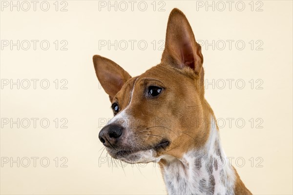 Basenji or Congo Terrier