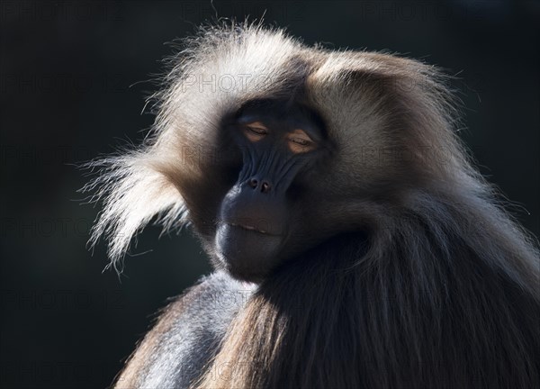 Gelada baboon