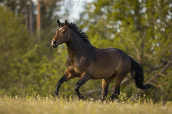 Brown Holstein mare in canter on the pasture