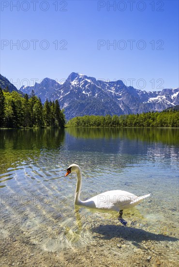 Mute swan