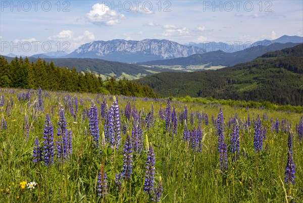 Lupines