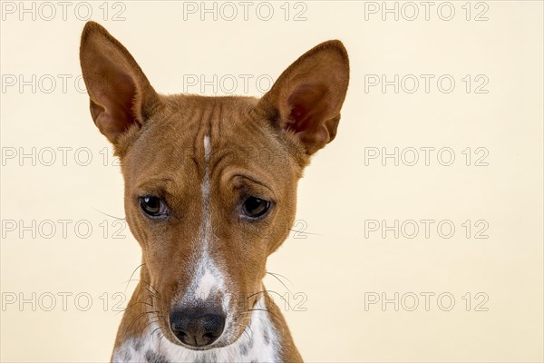 Basenji or Congo Terrier