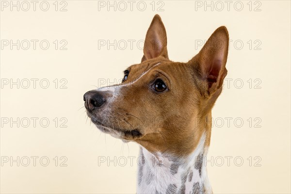 Basenji or Congo Terrier