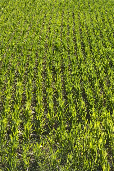 Grain field