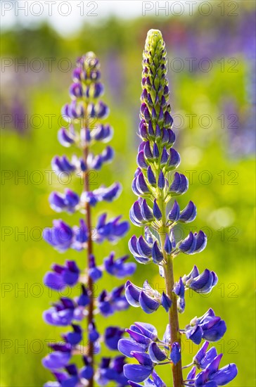 Lupines