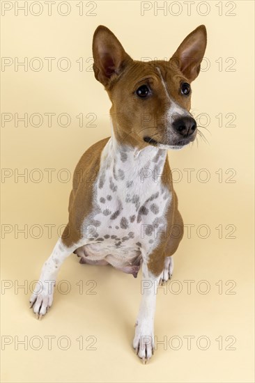 Basenji or Congo Terrier
