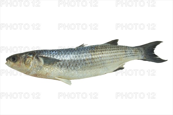 Grey mullet