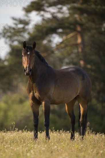 Statue Brown Holstein mare in the pasture