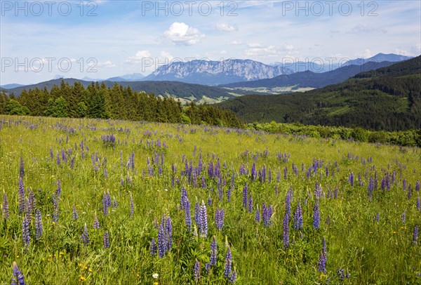 Lupines