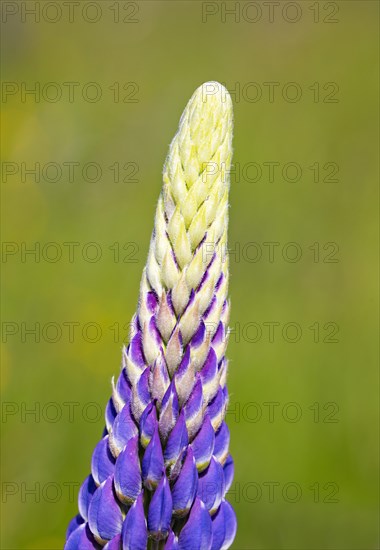Lupines
