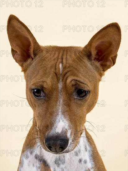 Basenji or Congo Terrier