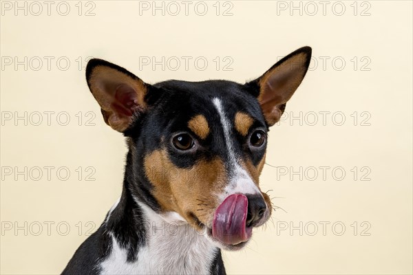 Basenji or Congo terrier