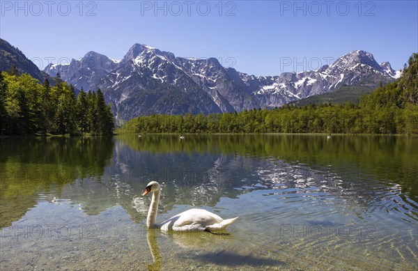Mute swan