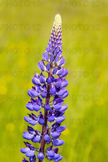 Lupines