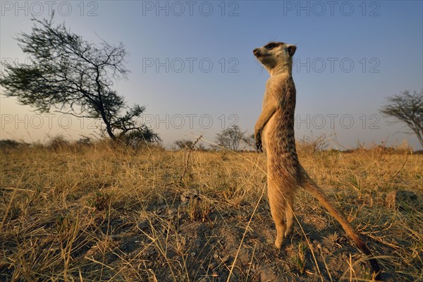 Meerkat