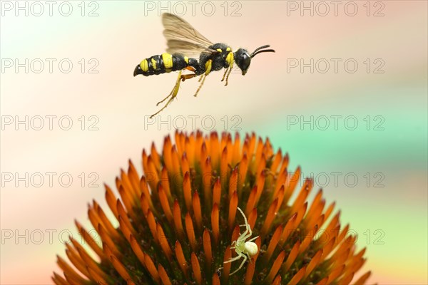 Bee-hunting nodular wasp