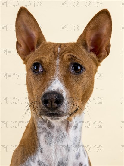Basenji or Congo Terrier