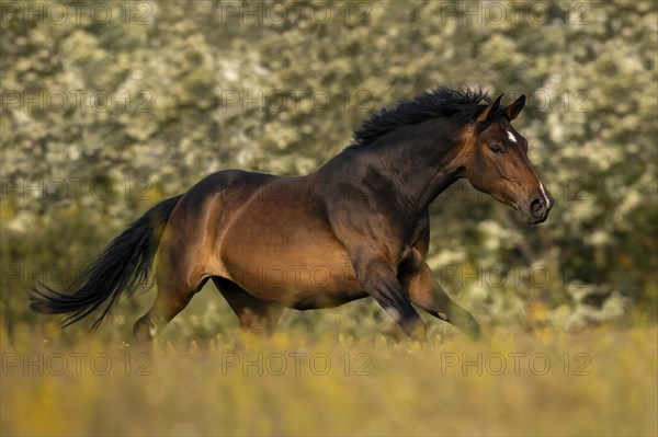 Brown Holstein mare in canter on the pasture