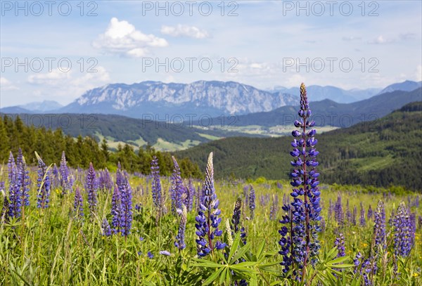 Lupines