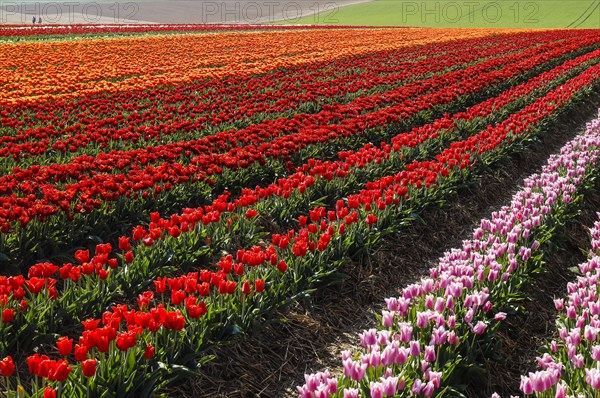 Tulips blooming in a tulip field