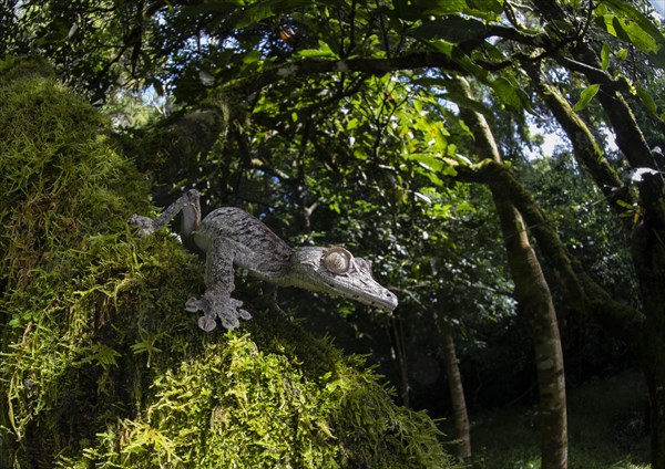 Leaf-tailed gecko